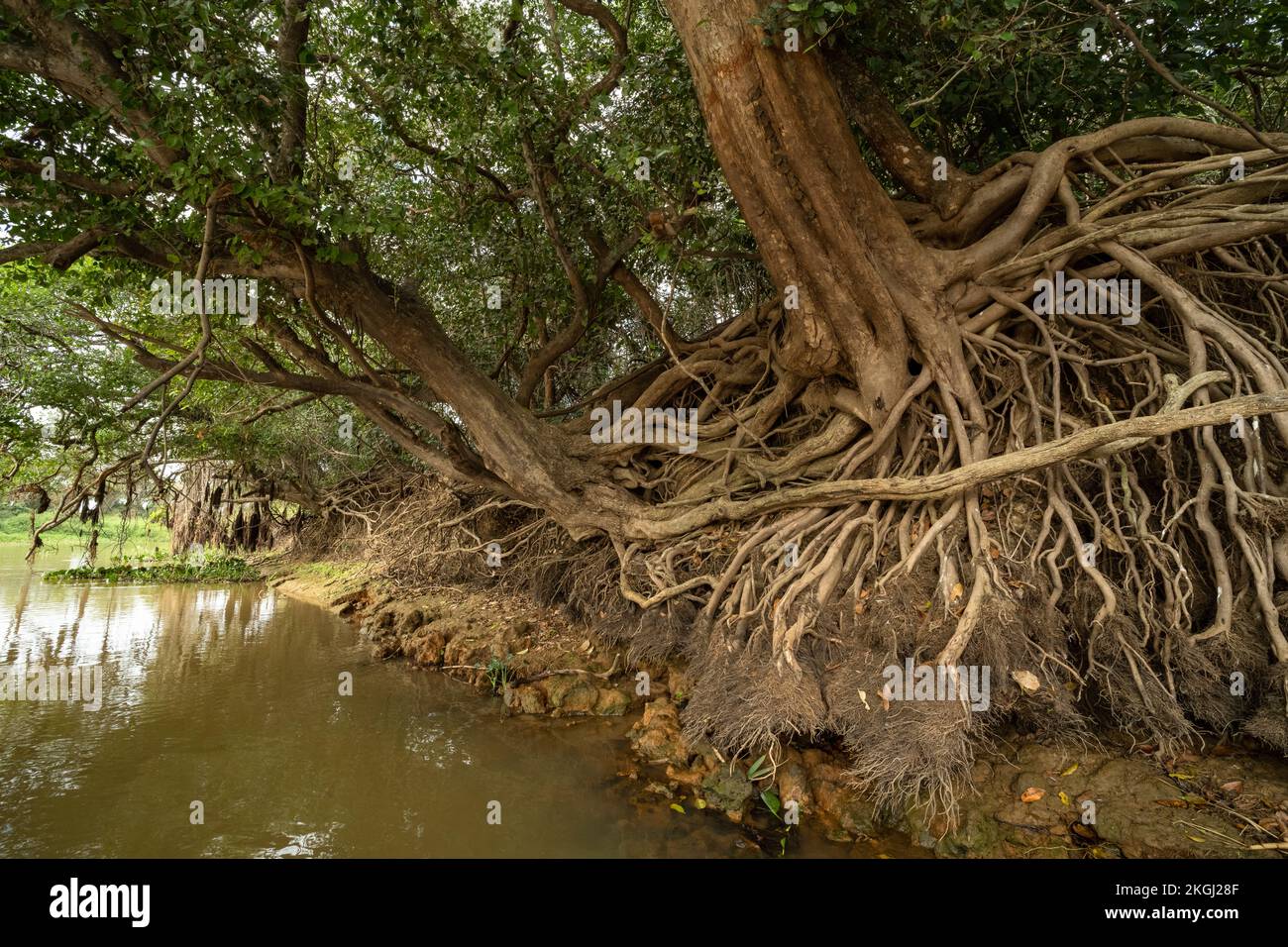 Radici di albero ad una banca del fiume nel Pantanal del nord, Brasile Foto Stock
