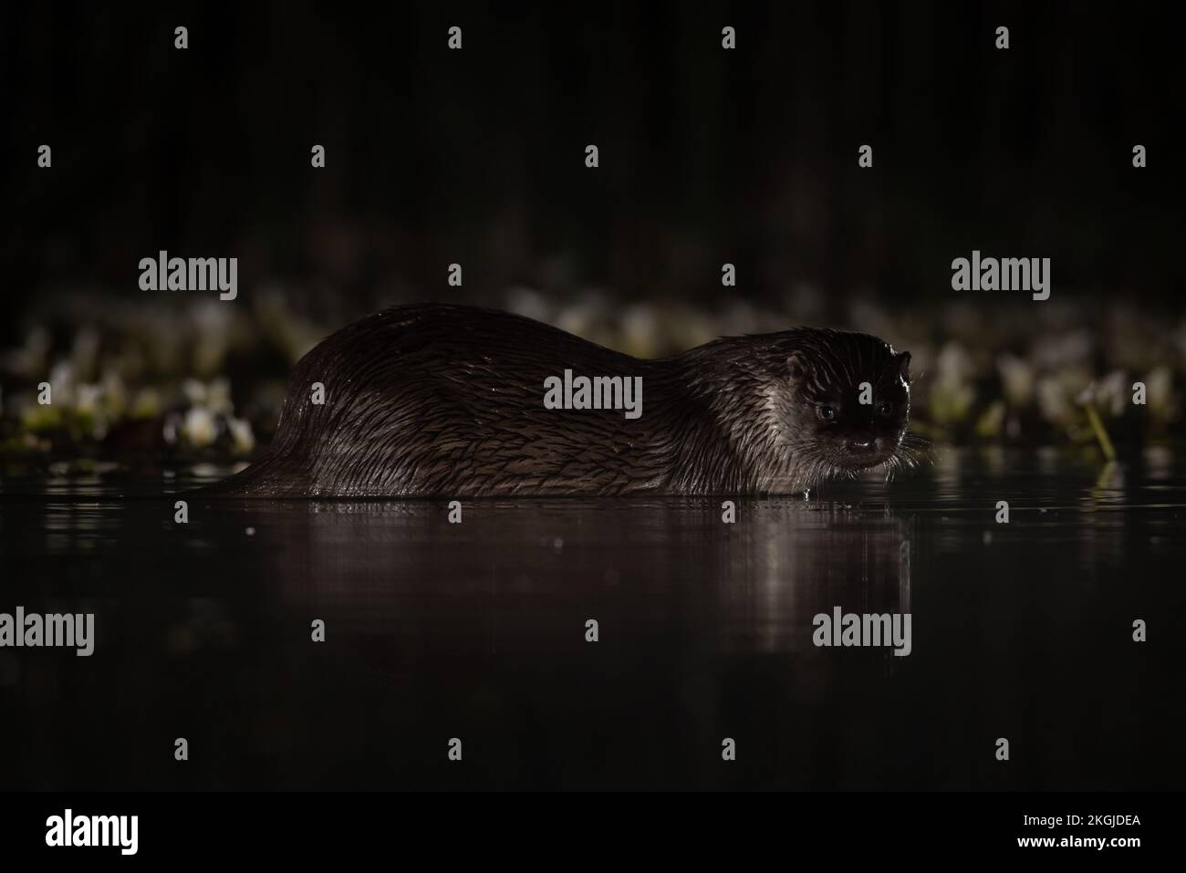Otter pesca in acqua di notte Foto Stock