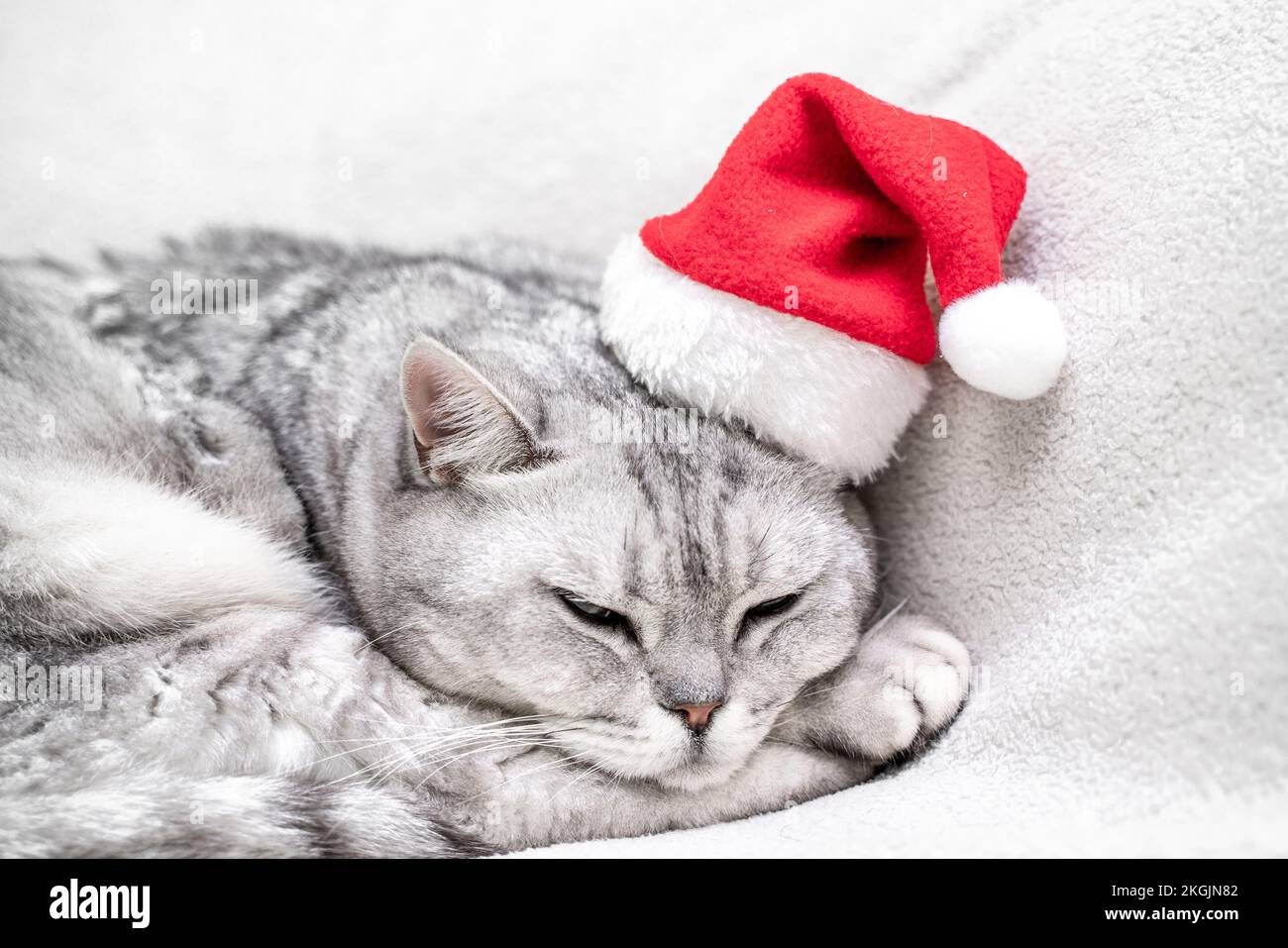 Gatto di Natale in un cappello rosso di santa dorme su una coperta bianca. Animali domestici, storie di Natale con animali domestici. Foto Stock