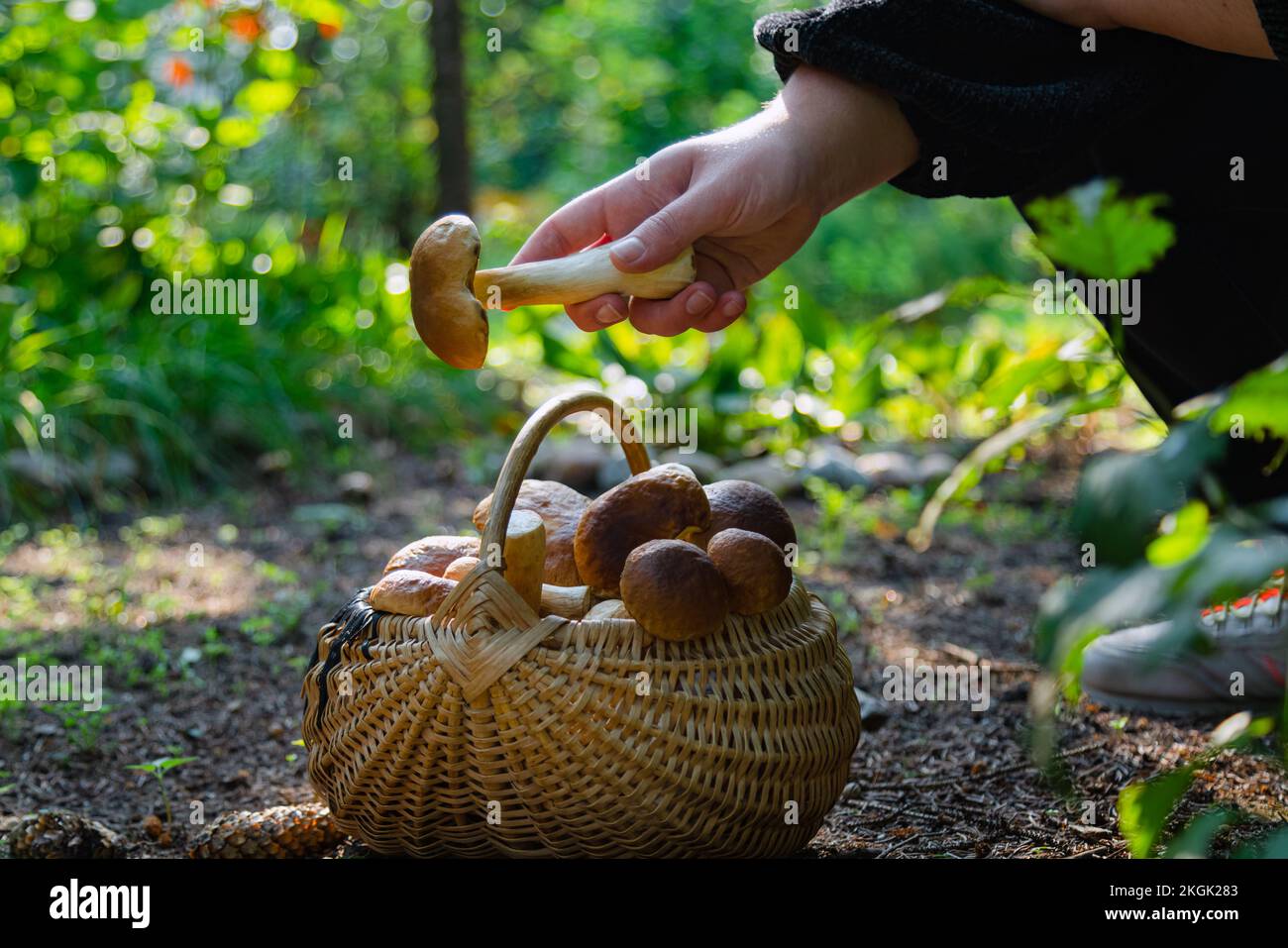 Mano che tiene Boltetus edulis vicino al cesto pieno di vimini di funghi nella foresta. Stagione di raccolta dei funghi nei boschi in autunno. Foto Stock