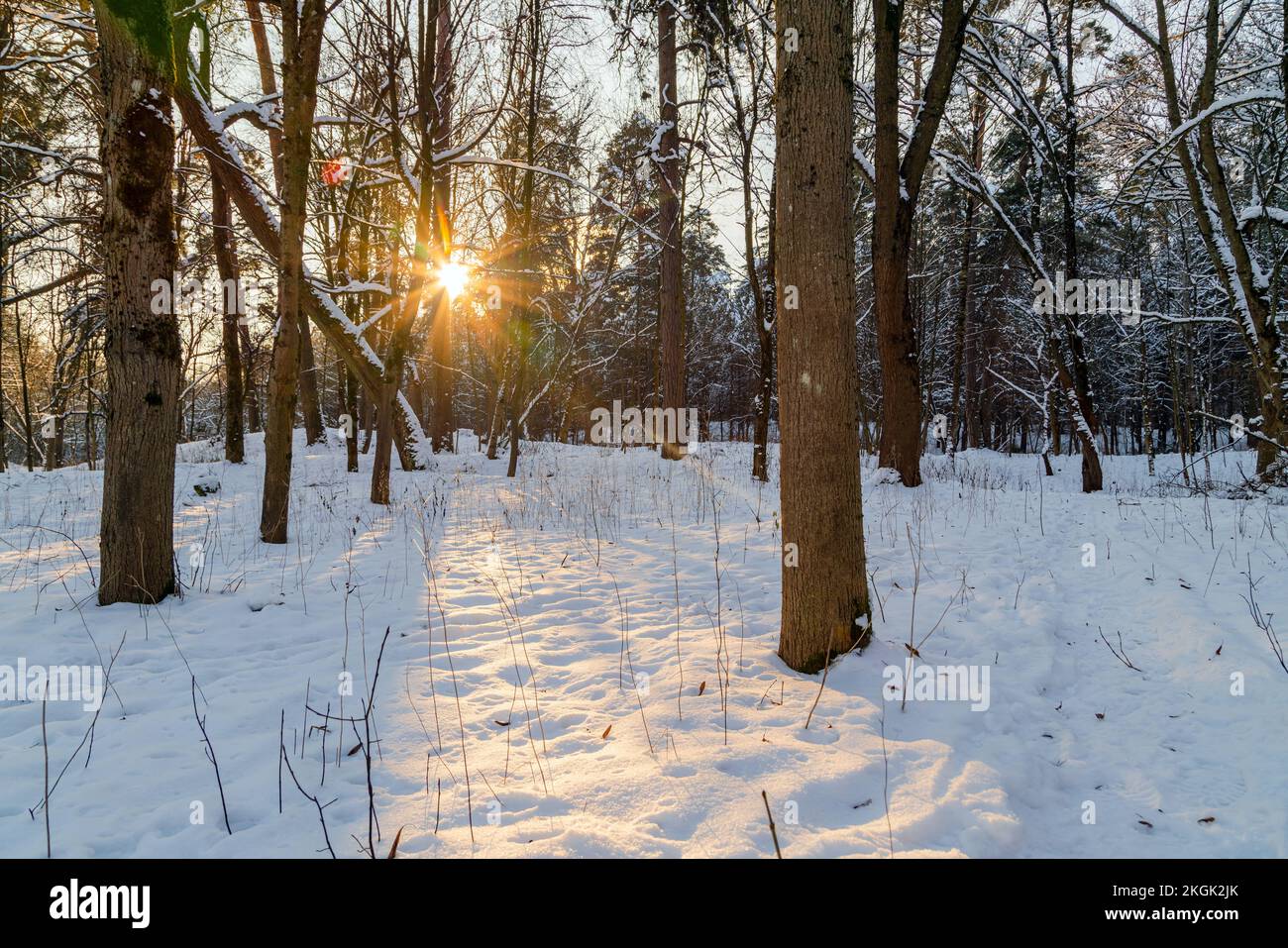 Sole che splende attraverso gli alberi nella foresta invernale. Splendido paesaggio freddo. Foto Stock