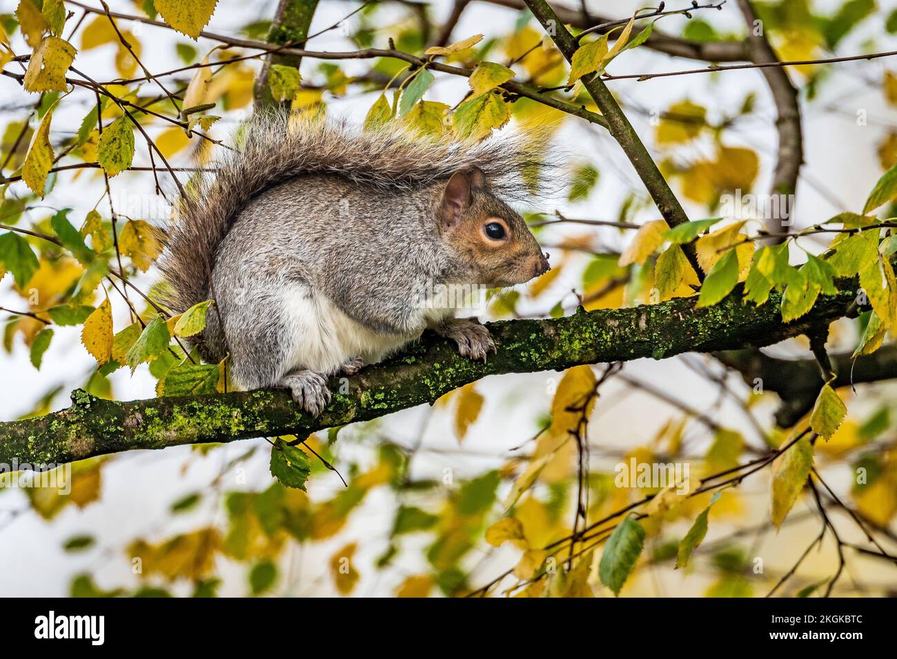 Scoiattolo di GRET che ruggita su un ramo in un albero di colore autunnale. Foto Stock