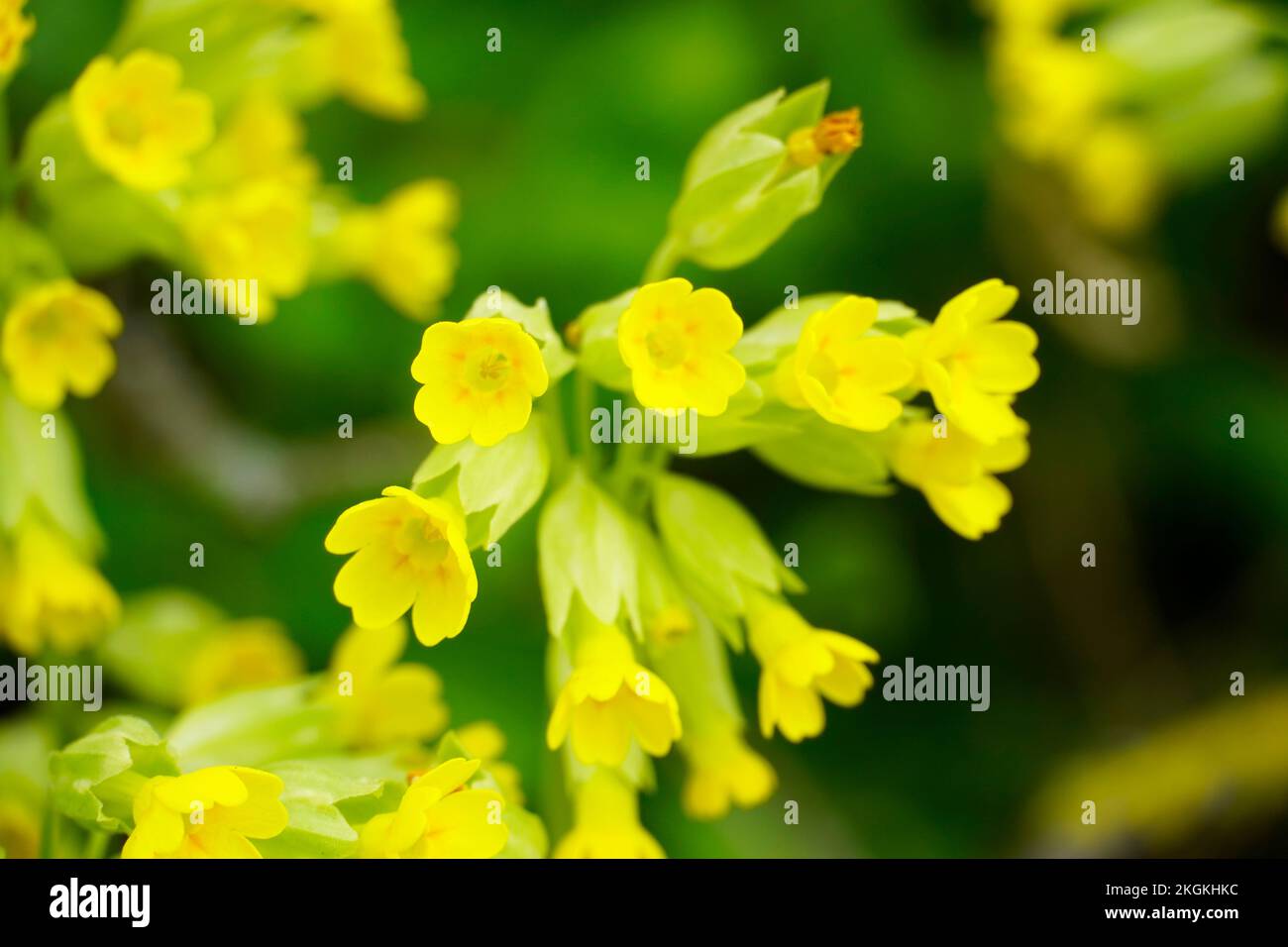 Cowslip fiorente in giardino. Primo piano con fiori gialli. Primula veris. Foto Stock
