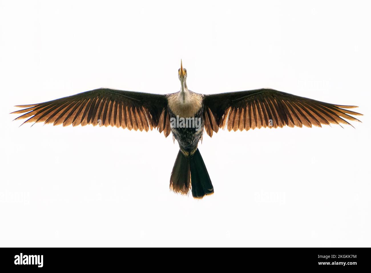 Un anhinga che sorvola il lago di Apopka. Foto Stock