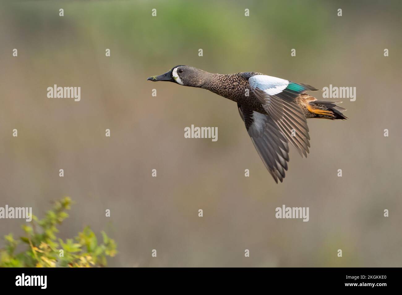 Un'alata blu che vola lungo il lago Apopka, Florida. Foto Stock