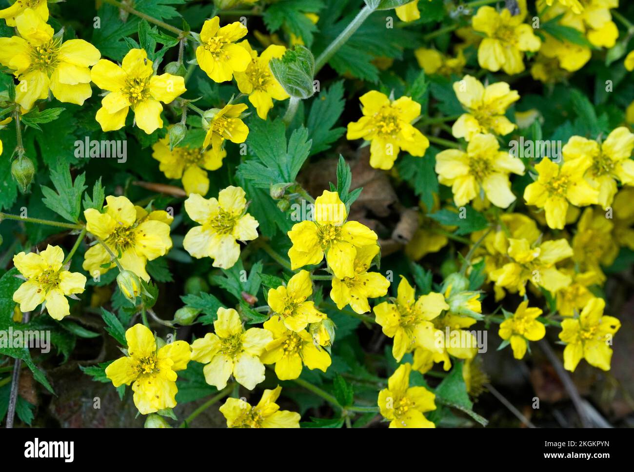 Primo piano di Waldsteinia ternata - fragola dorata. Perenni in fiore con fiori gialli. Copertura di terra per il giardino. Foto Stock