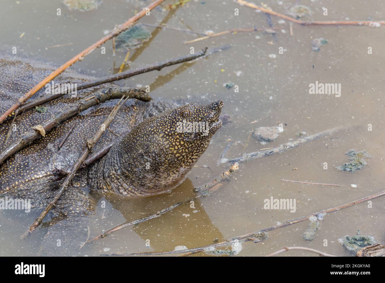 Tartaruga africana (Trionyx triunguis, Trionychidae) - Ponte di HaTzabim, Kfar Vitkin, Israele. Foto Stock