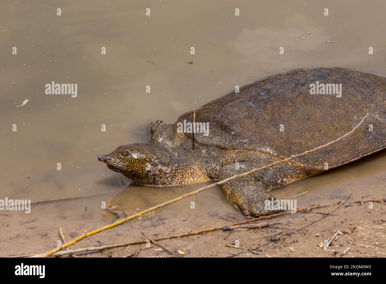 Tartaruga africana (Trionyx triunguis, Trionychidae) - Ponte di HaTzabim, Kfar Vitkin, Israele. Foto Stock