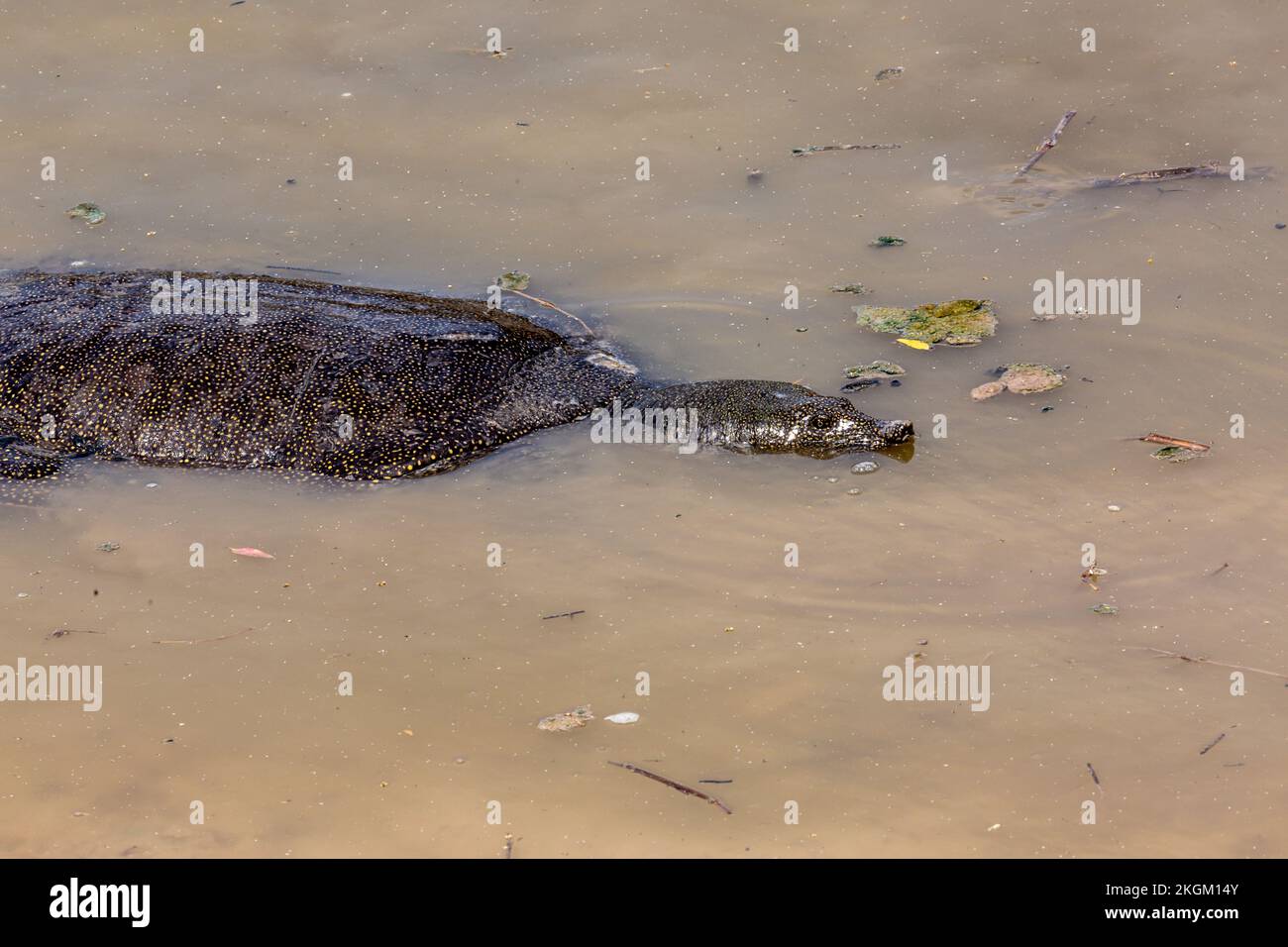 Tartaruga africana (Trionyx triunguis, Trionychidae) - Ponte di HaTzabim, Kfar Vitkin, Israele. Foto Stock