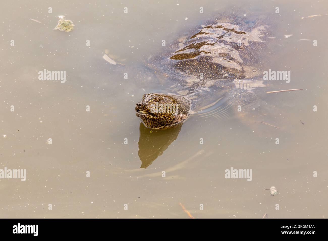 Tartaruga africana (Trionyx triunguis, Trionychidae) - Ponte di HaTzabim, Kfar Vitkin, Israele. Foto Stock