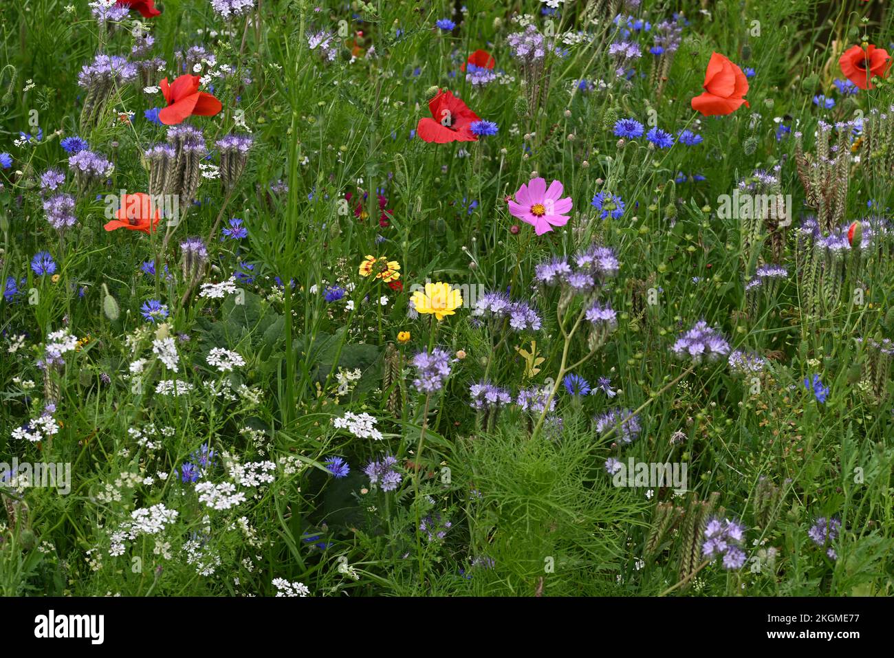 Fiori di strada papaveri e altri fiori anuali. Foto Stock