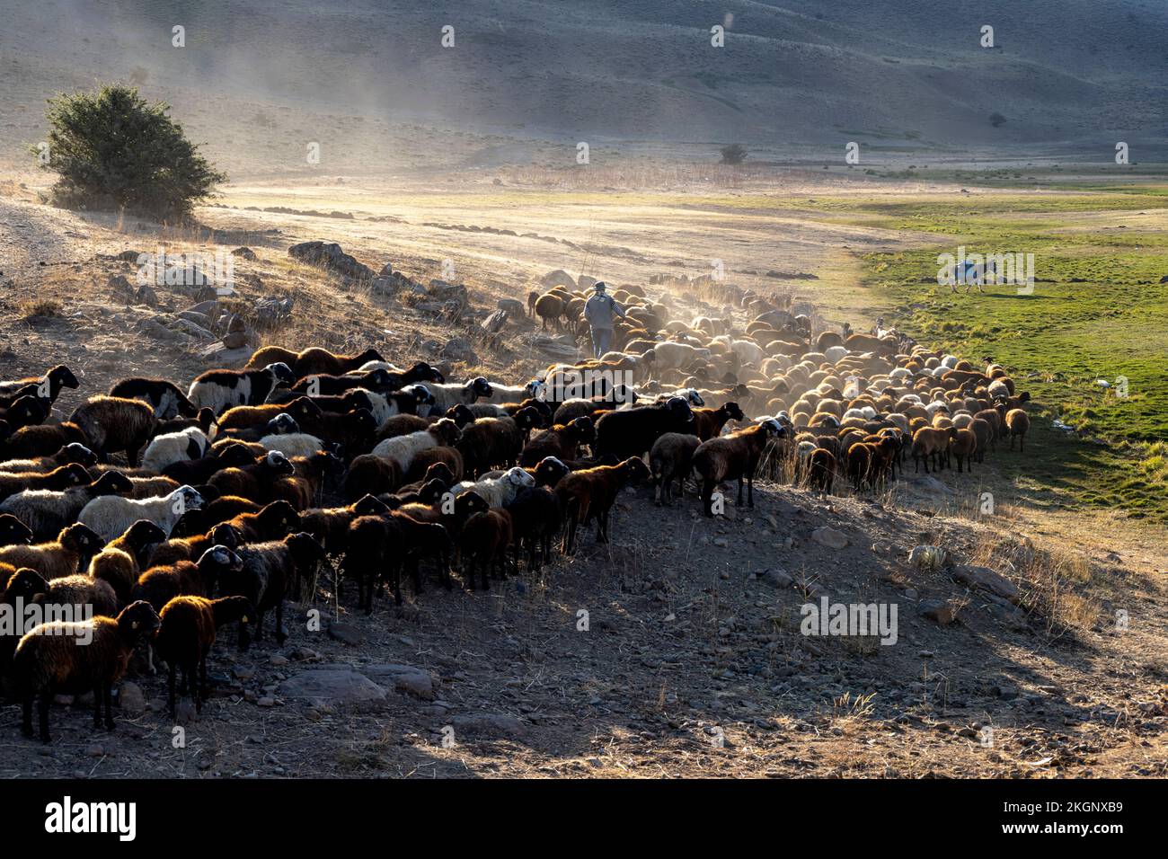 Asien, Türkei, Schafharde bei Karliova an der Strasse nach Vatto Foto Stock