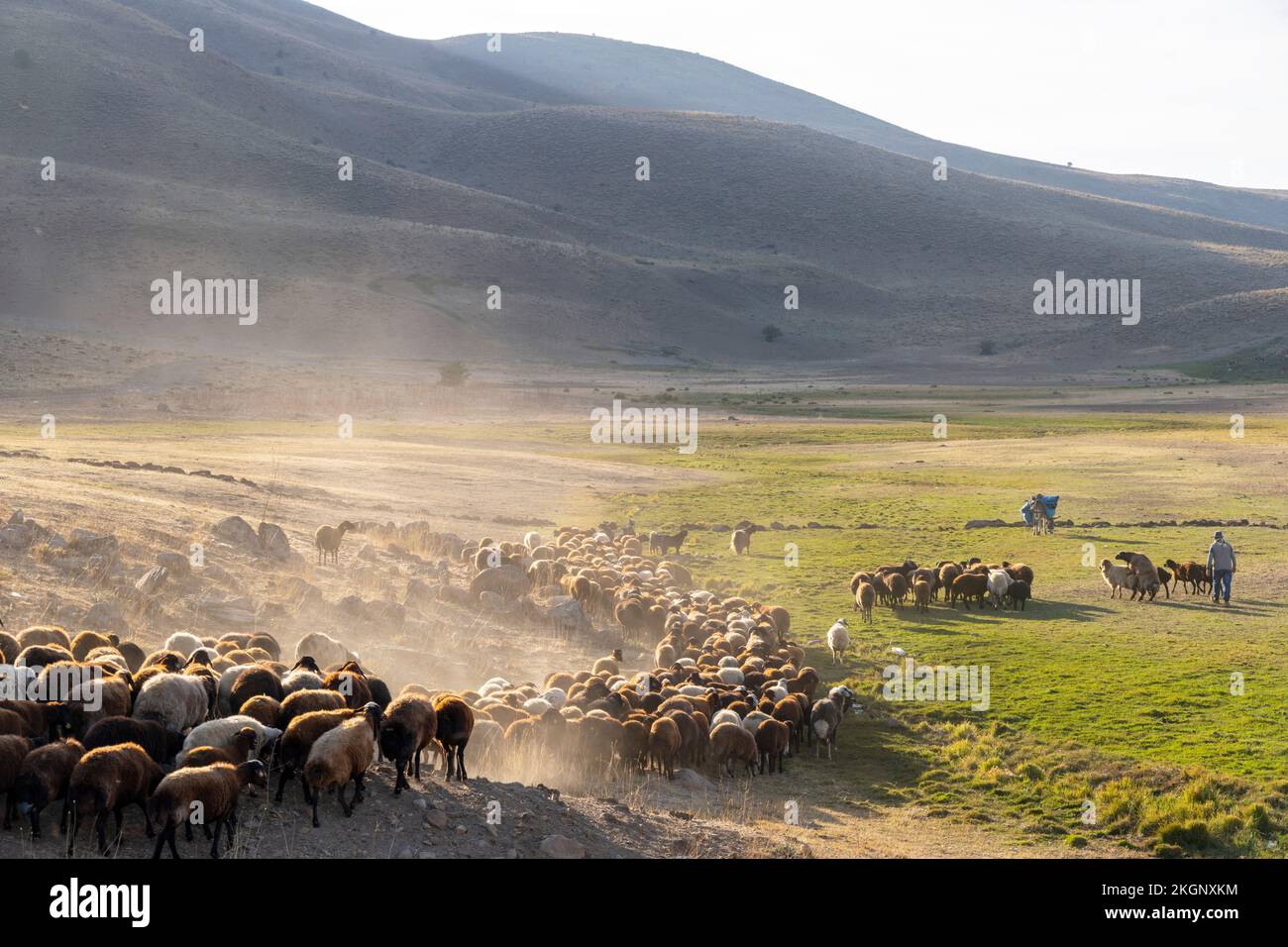 Asien, Türkei, Schafharde bei Karliova an der Strasse nach Vatto Foto Stock