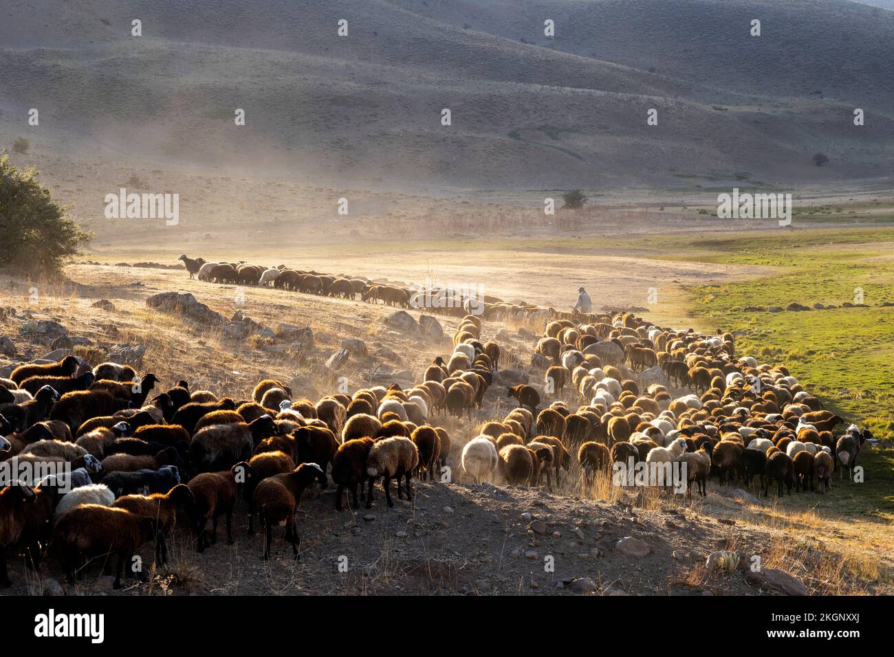 Asien, Türkei, Schafharde bei Karliova an der Strasse nach Vatto Foto Stock