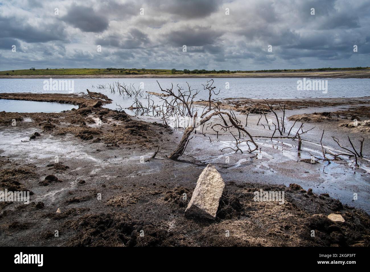 I resti di vecchi alberi scheletrici morti esposti su un litorale in declino causato dal calo dei livelli dell'acqua causato da gravi condizioni di siccità a Colliford Foto Stock