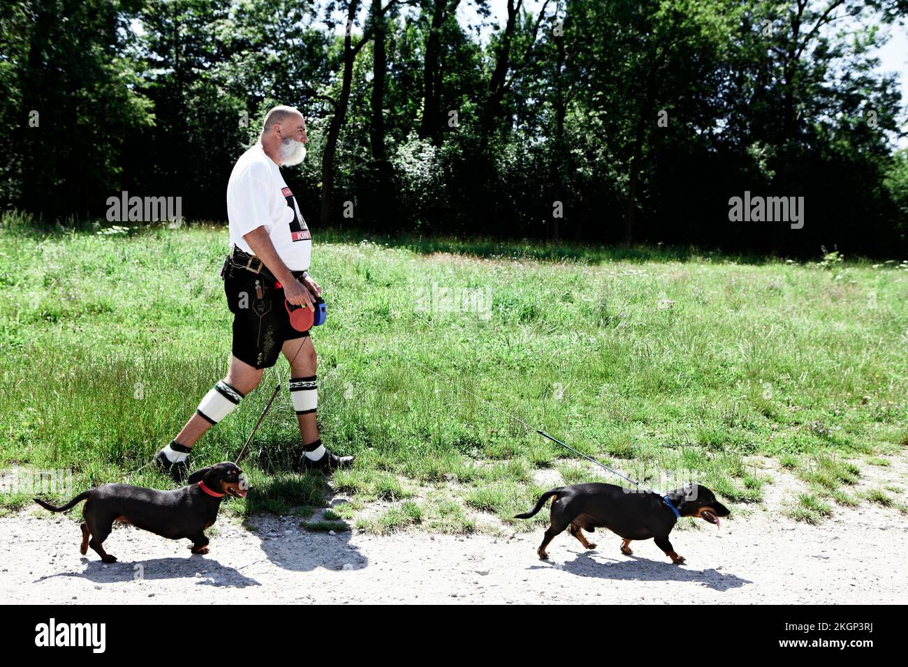 In Germania, in Baviera, Monaco di Baviera, Senior uomo a camminare con i cani Foto Stock