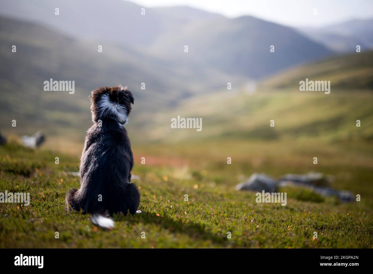 Cane seduto sull'erba in collina Foto Stock