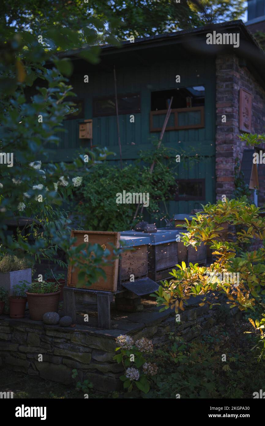 Casa delle api con api volanti in giardino Foto Stock