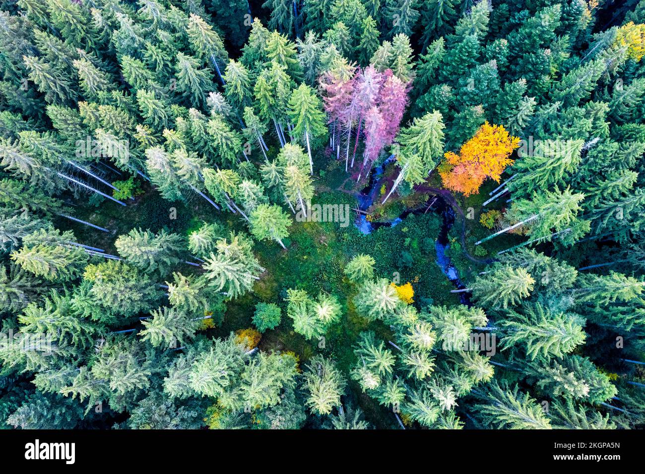 Germania, Baden-Wurttemberg, tettoie di alberi di conifere nella foresta sveva-francone Foto Stock