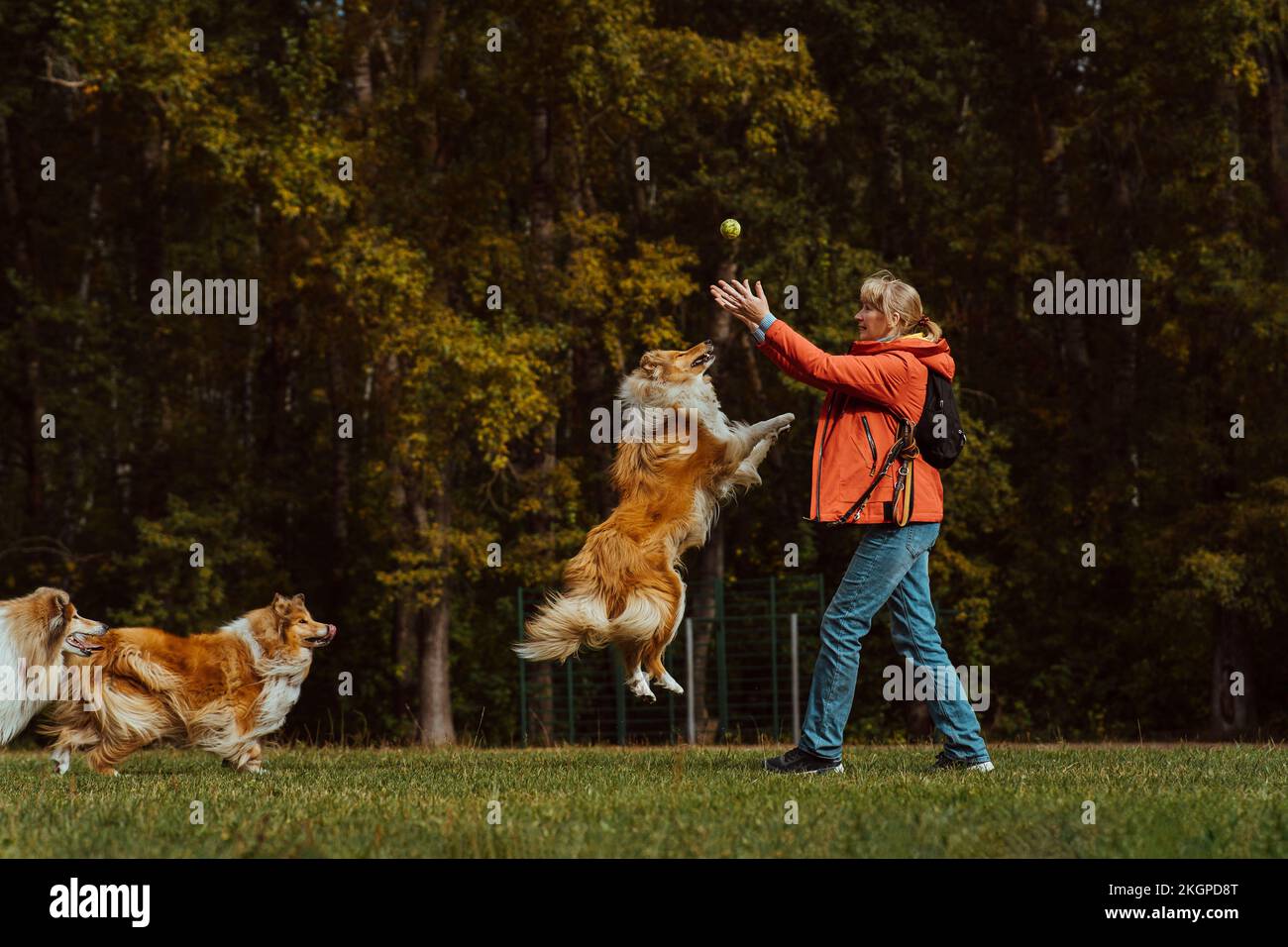 Donna che cattura la palla e gioca con i cani nel parco Foto Stock