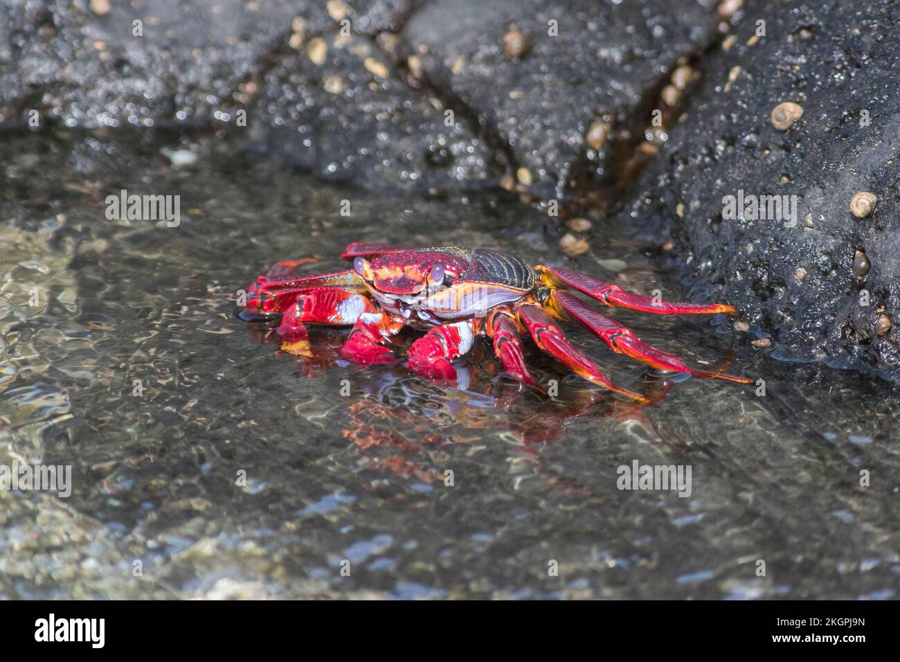 Granchio di roccia rossa (Grapsus adscensionis) in acque poco profonde Foto Stock