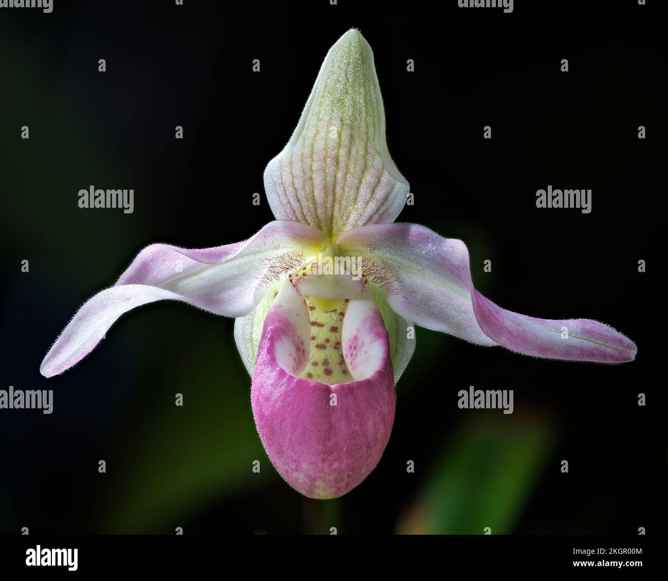 Orchidea di Phragmipedium ai Giardini di Aberglasney Foto Stock