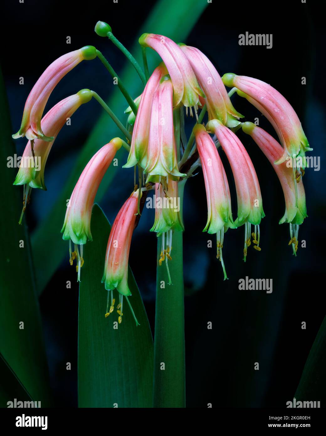 Clivia gardenii a Aberglasney Gardens Foto Stock