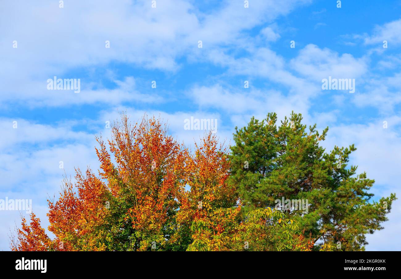 Albero con foglie autunnali dai colori vivaci illuminate dal sole. Foto Stock