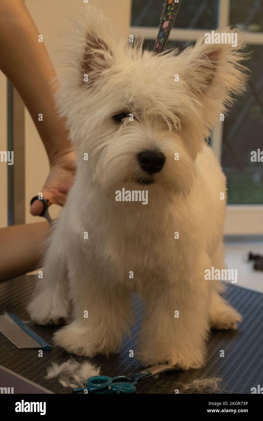 taglio fotografico di un cane bianco Foto Stock