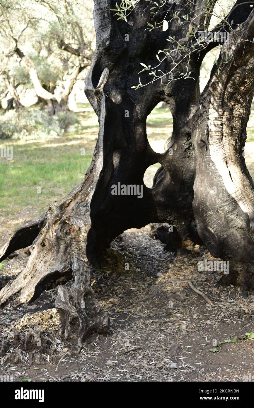 Tronco di ulivi nel secolare oliveto di la Farlède Var Foto Stock