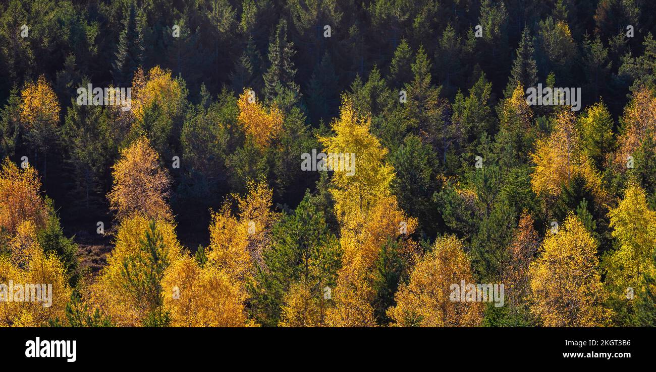 Germania, Baden-Wurttemberg, Kaltenbronn, tettoie di alberi forestali nella Foresta Nera Foto Stock