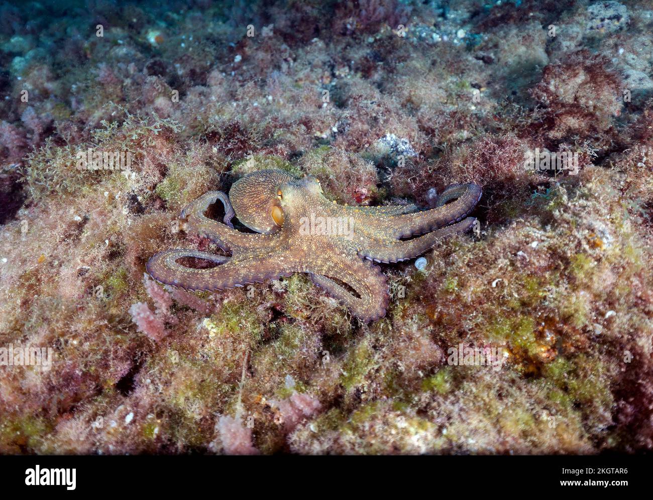 Polpo comune (Octopus vulgaris) che riposa sul pavimento dell'oceano Foto Stock