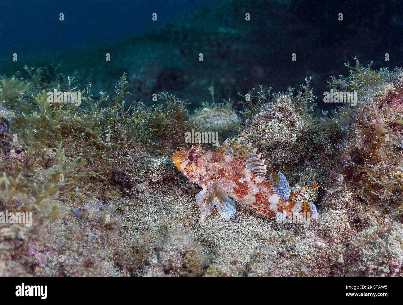 Vista sottomarina del pesce roccato di Madeira (Scorpaena maderensis) Foto Stock