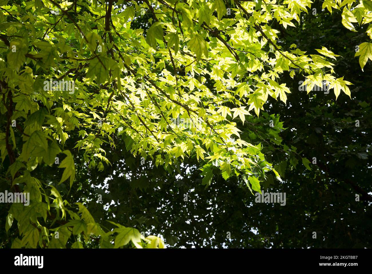 Le foglie verdi sono viste retroilluminate dal sole a Londra. Foto Stock