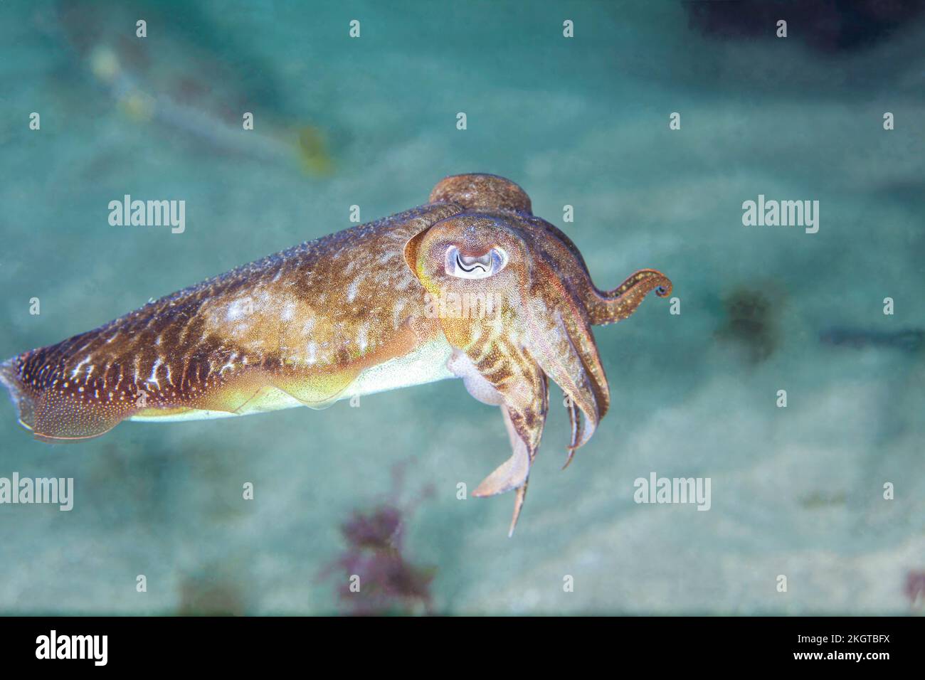 Vista sottomarina delle seppie comuni europee (Sepia officinalis) Foto Stock