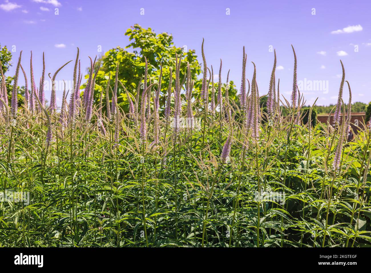 Veronica longifolia anche giardino speedwell o speedwell a foglia lunga crescita in un confine erbaceo. Foto Stock