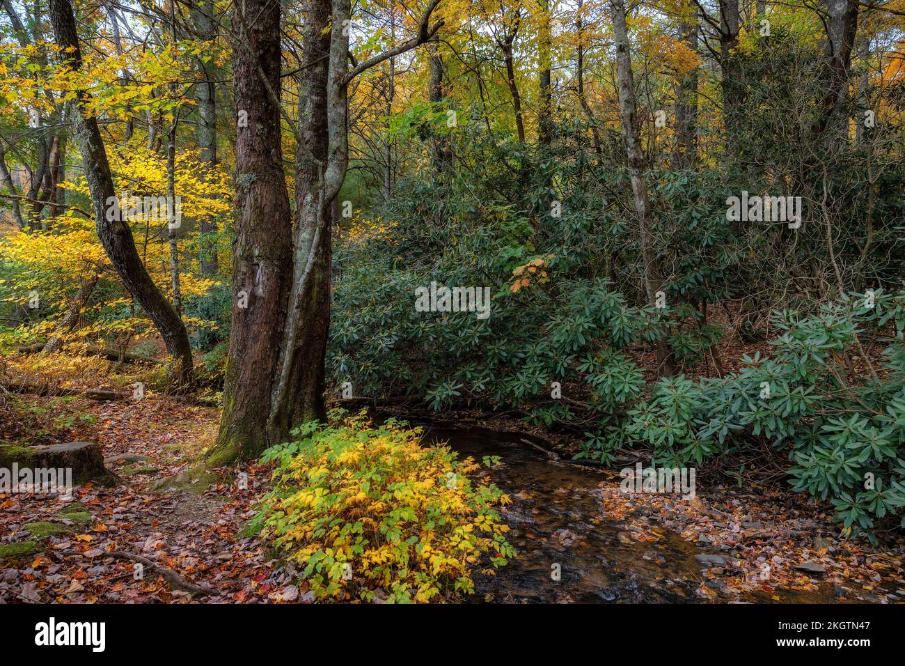 Un piccolo torrente corre la foresta di pensiero nelle Blue Ridge Mountains. Foto Stock