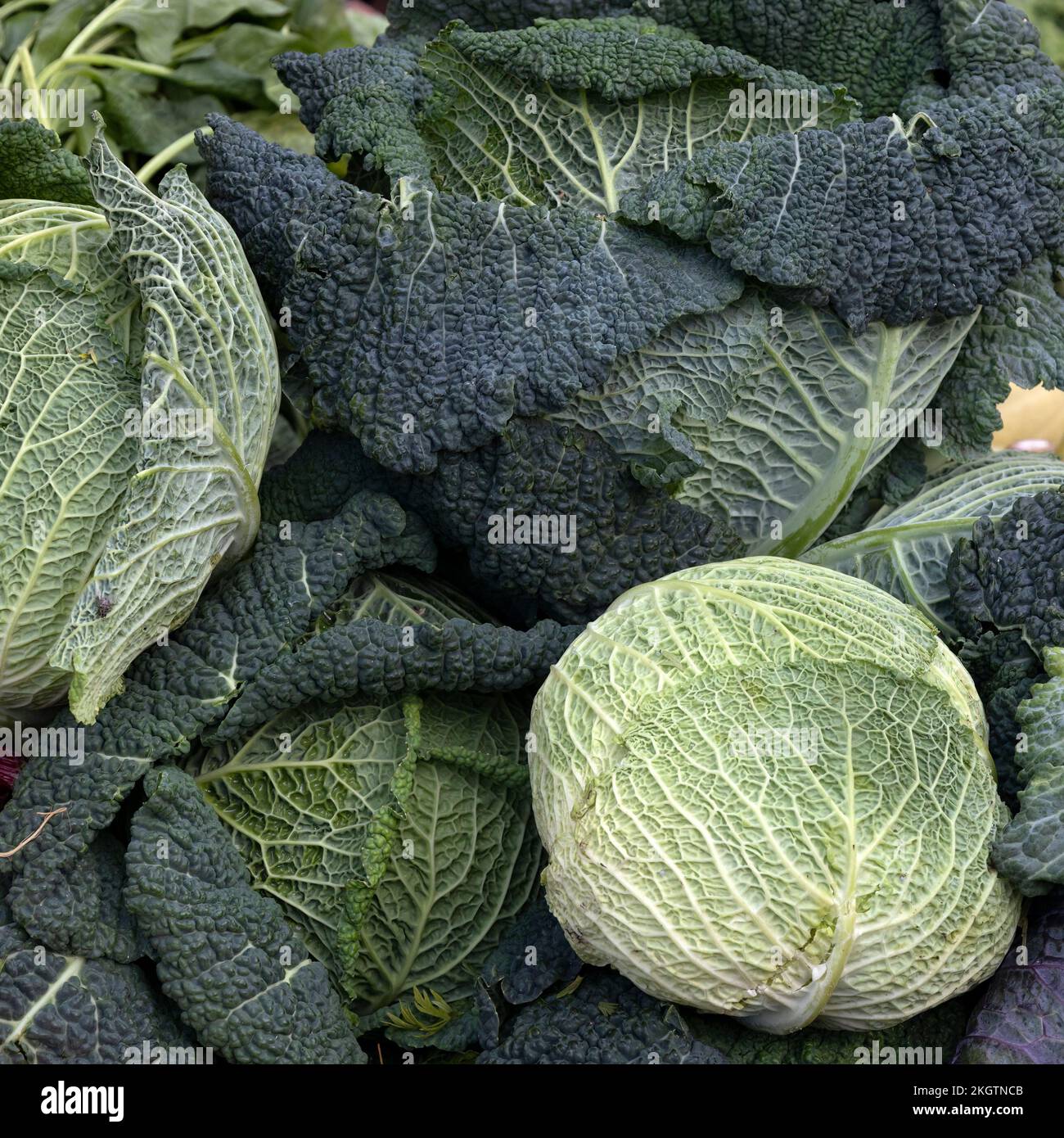 Primo piano di cavoli freschi grezzi della Savoia su una stalla di un fruttivendolo in un mercato alimentare Foto Stock