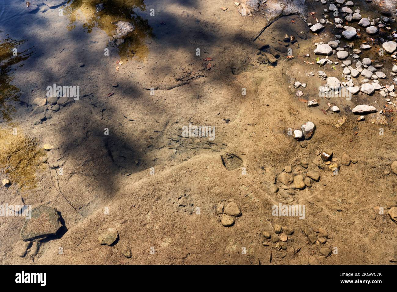 I piccoli pesci nuotano nel quasi asciutto fiume Mountain Fork. Sul lato opposto della diga naturale. Foto Stock