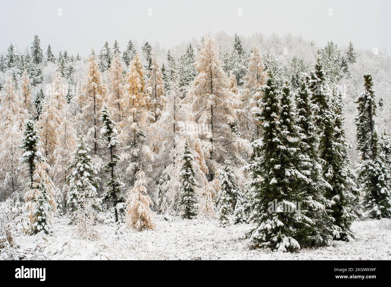 Larice orientale e abete rosso nero con neve precoce, Greater Sudbury, Ontario, Canada Foto Stock