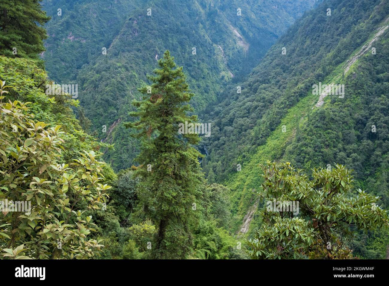 Foresta di montagna durante la stagione monsonica. Parco Nazionale di Langtang. Nepal. Foto Stock
