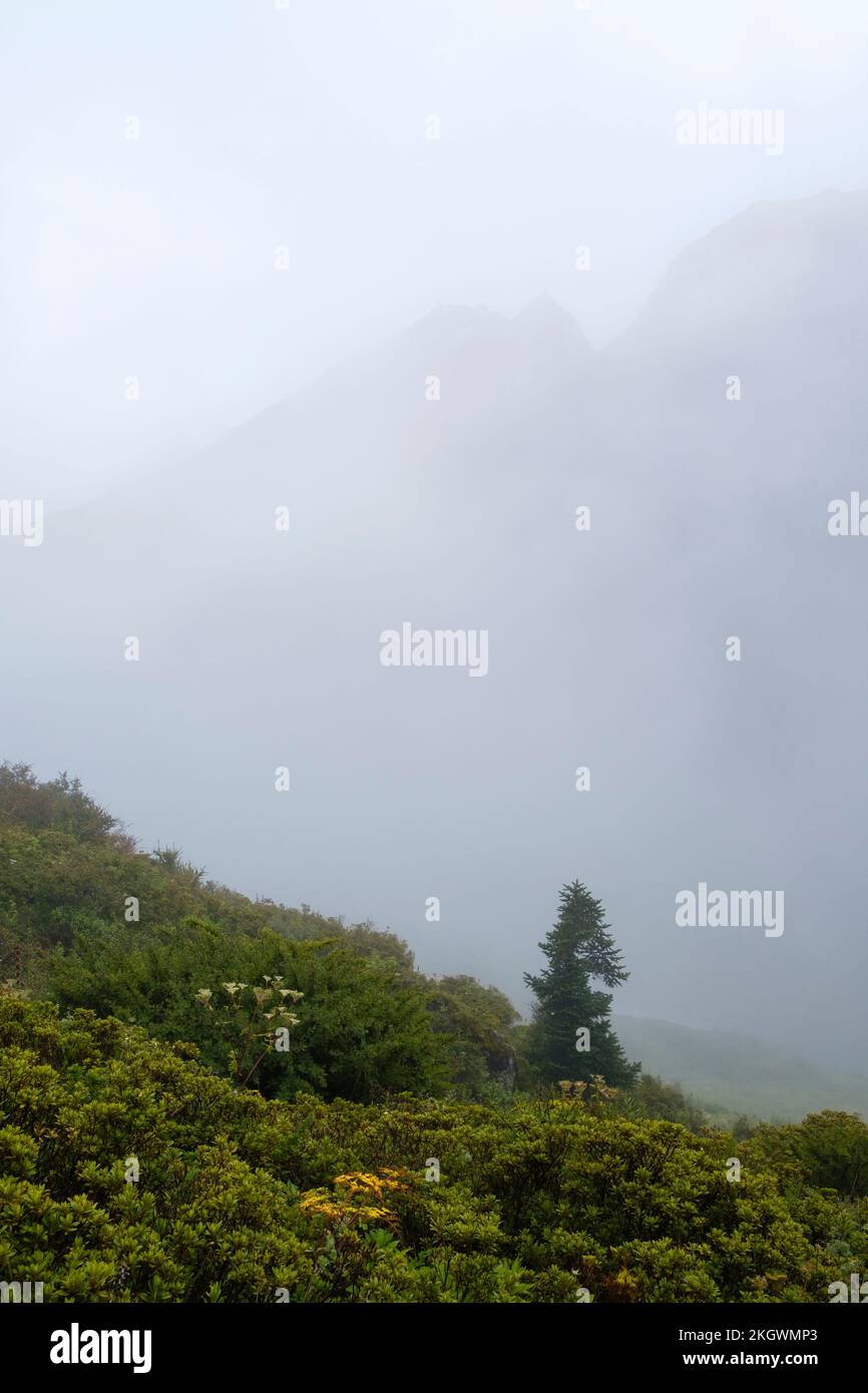 Valle alpina bagnata sotto la nebbia. Parco Nazionale di Langtang. Nepal. Foto Stock