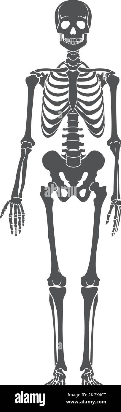Struttura ossea umana. Profilo scheletro nero. Illustrazione medica Illustrazione Vettoriale