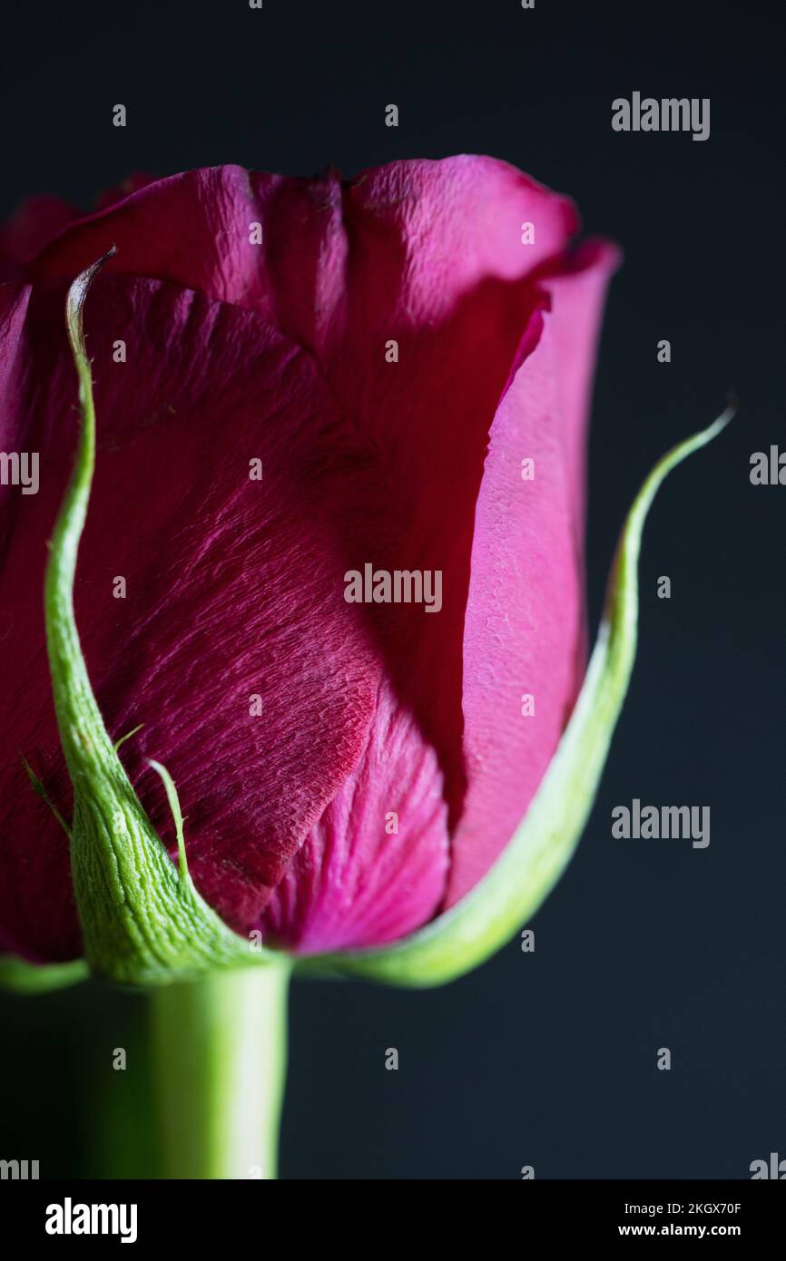 Primo piano di una rosa rossa. Foto Stock