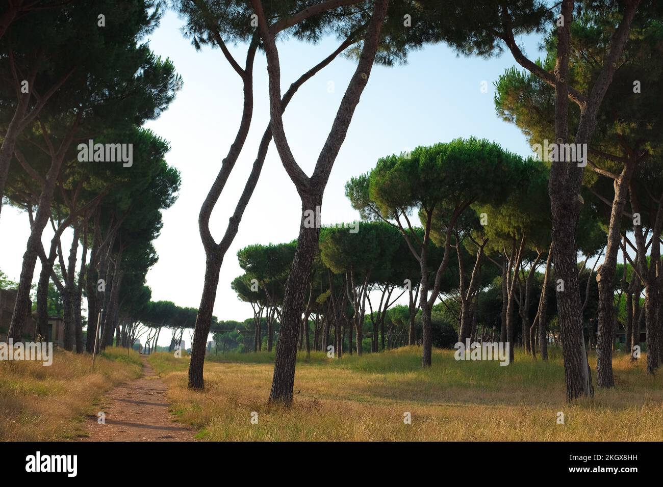 Alto e bellissimo Pineto italiano nel Parco degli Acquedotti, un parco pubblico di acquedotti a Roma. Gruppo di alberi mediterranei con alto baldacchino. Foto Stock