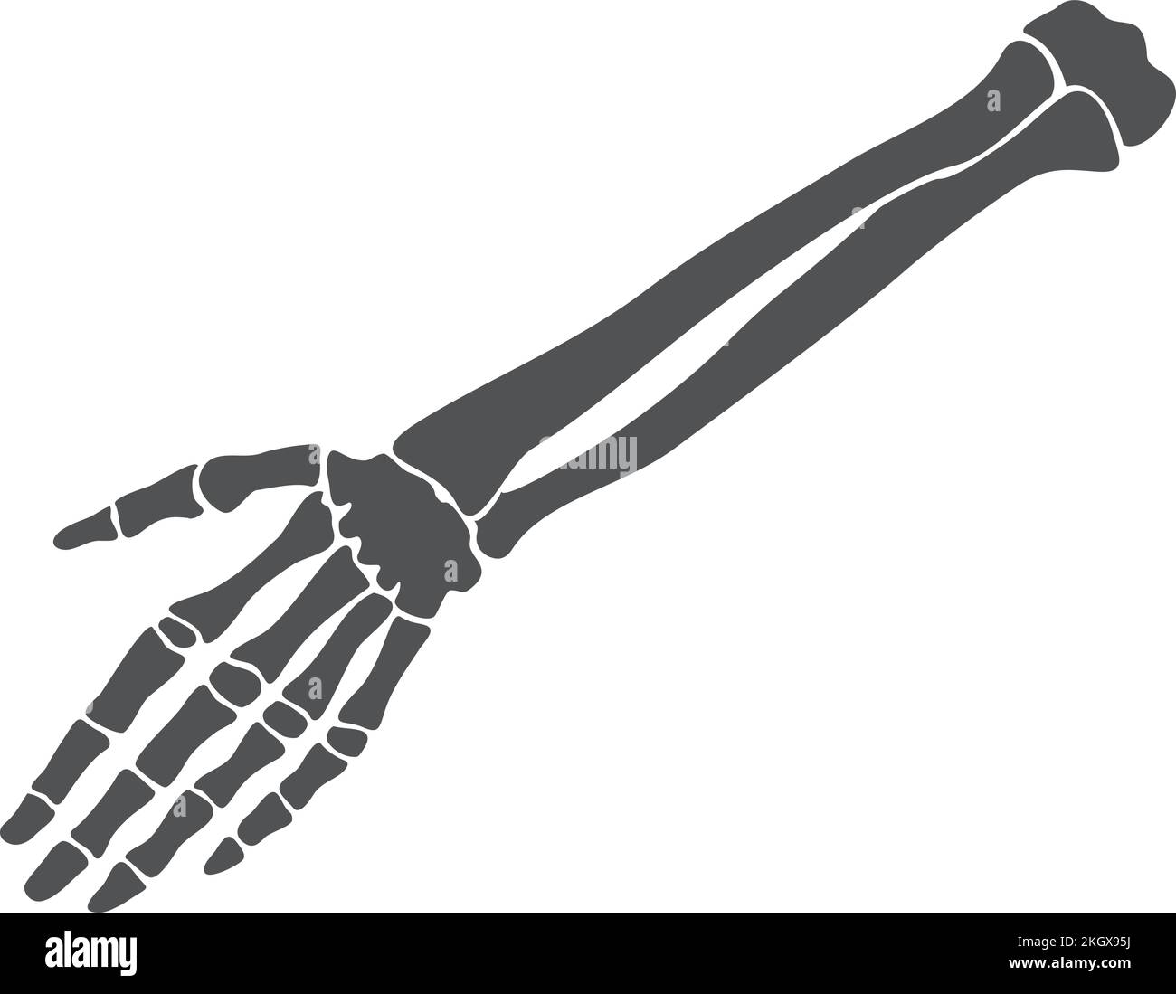 Mano dello scheletro. Struttura ossea umana. Anatomia medica Illustrazione Vettoriale