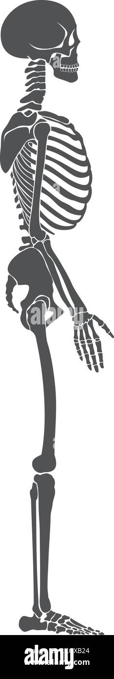 Vista laterale dello scheletro umano. Struttura ossea anatomica Illustrazione Vettoriale
