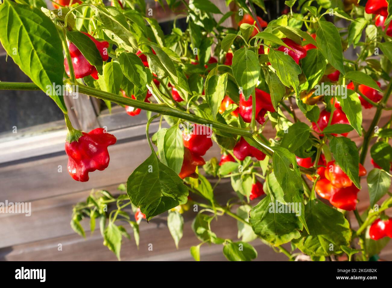 Cappello dei Frati Chilli in vaso all'esterno di una tradizionale serra di legno, sotto il sole autunnale Surrey UK Bishops Crown (cappello dei Frati) Foto Stock