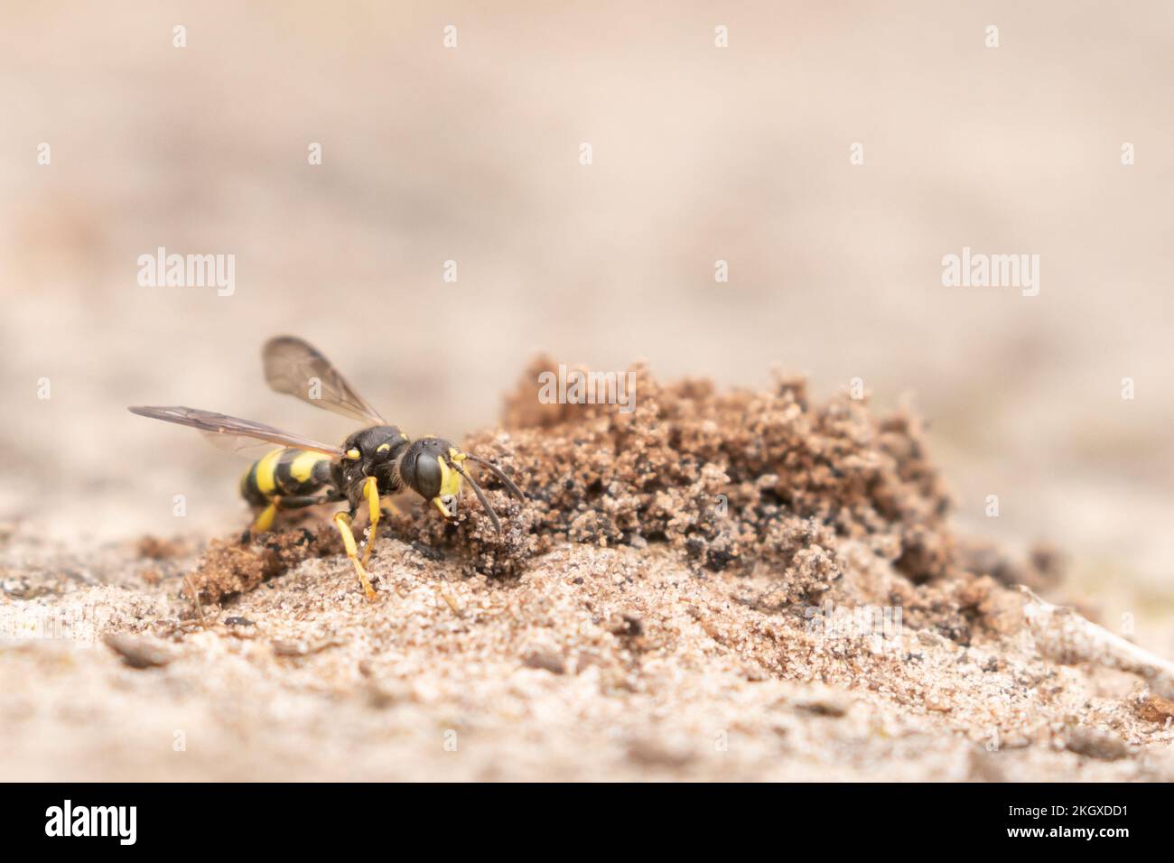Wasp di Digger dalla coda ornata (Cerceris rybyensis) al nido di sepoltura in brughiera. East Sussex, Regno Unito. Foto Stock