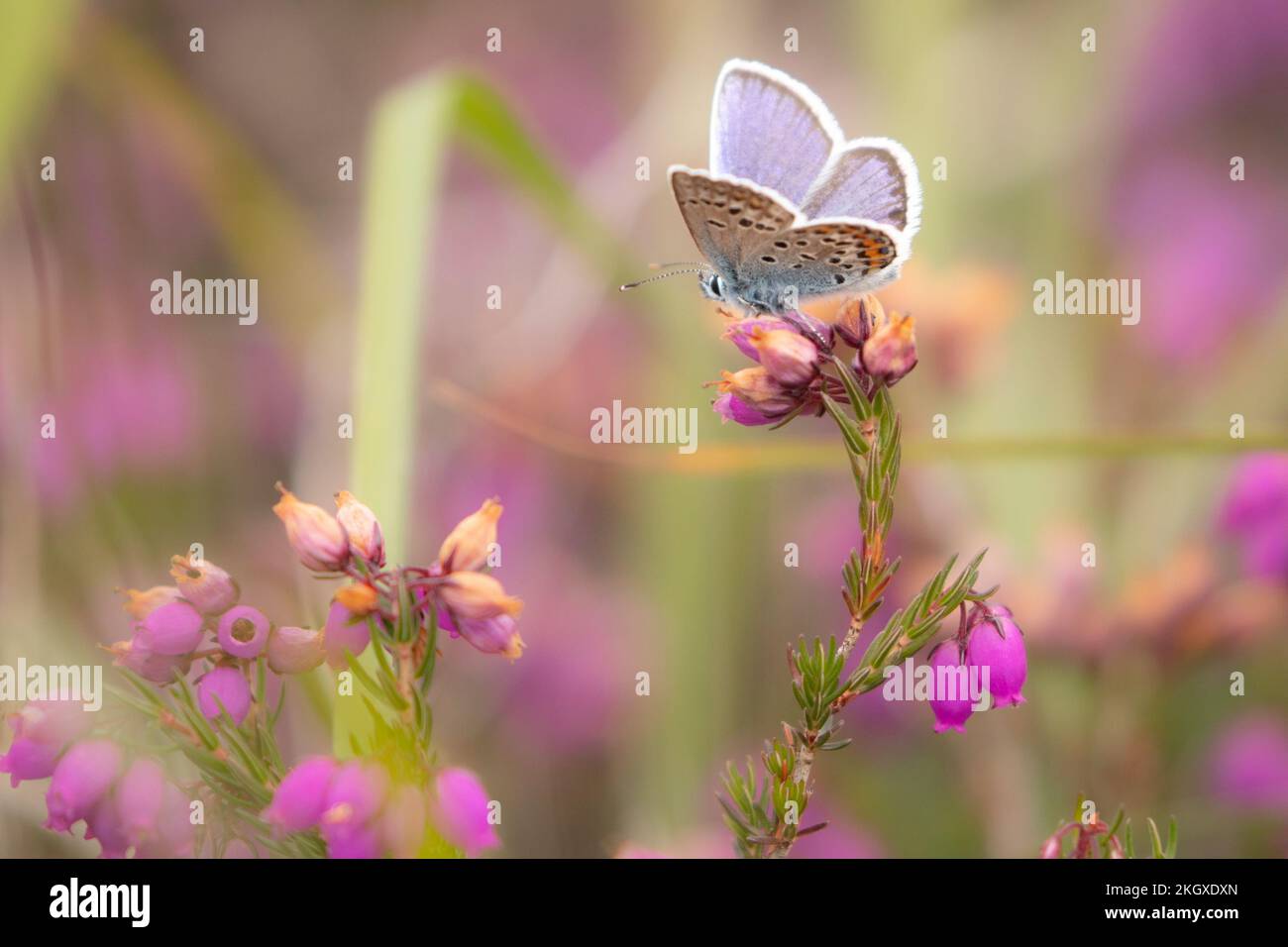 Farfalla maschio blu con borchie d'argento (plebeius argus) su Bell Heather (Erica cinerea). Ashdown Forest, East Sussex, Regno Unito. Foto Stock